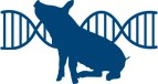 De l'ADN et un porc
